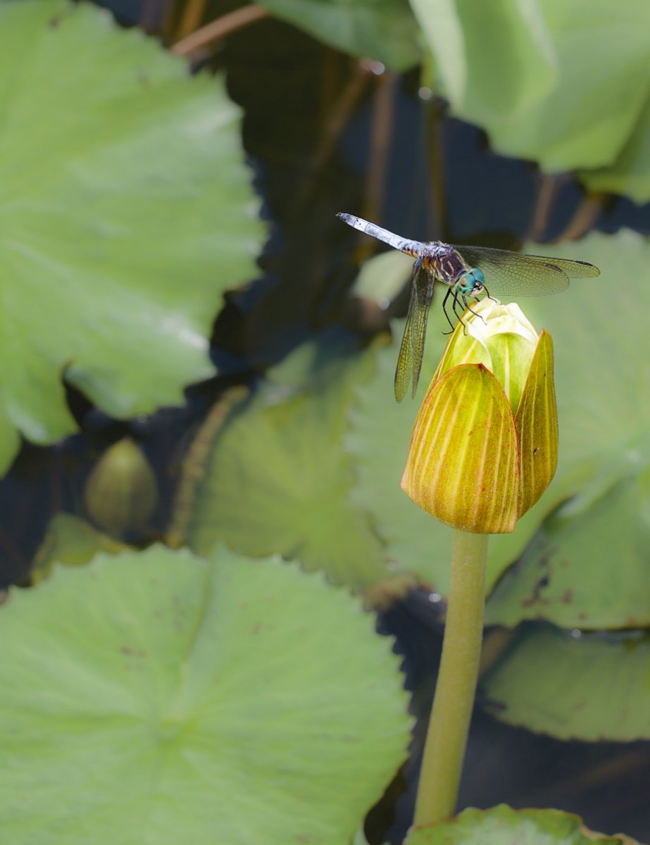 Lotus Messenger | Atlanta | Collector's Series