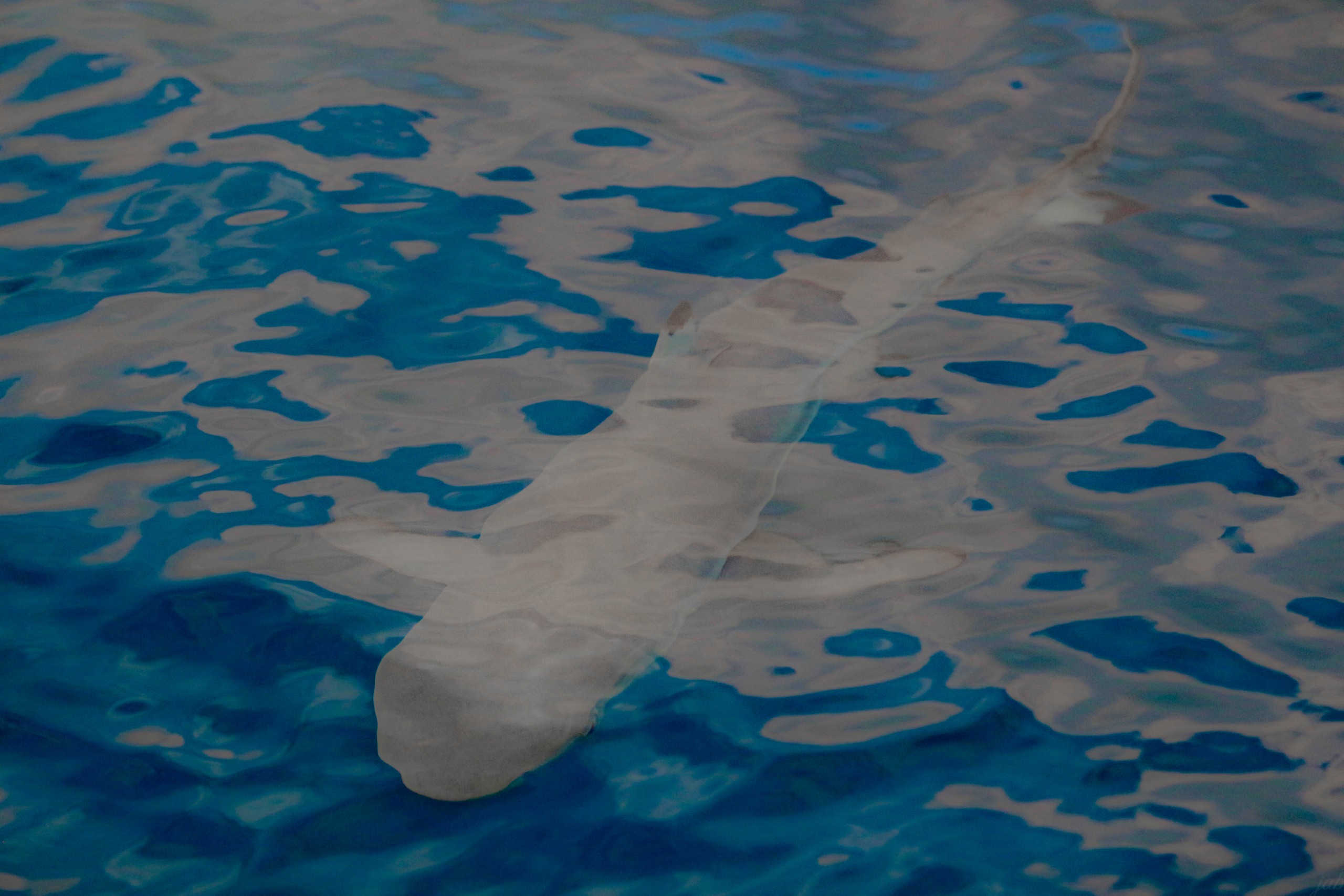 Black Tip - Sapphire Camouflage  | Maldives | Collector's Series