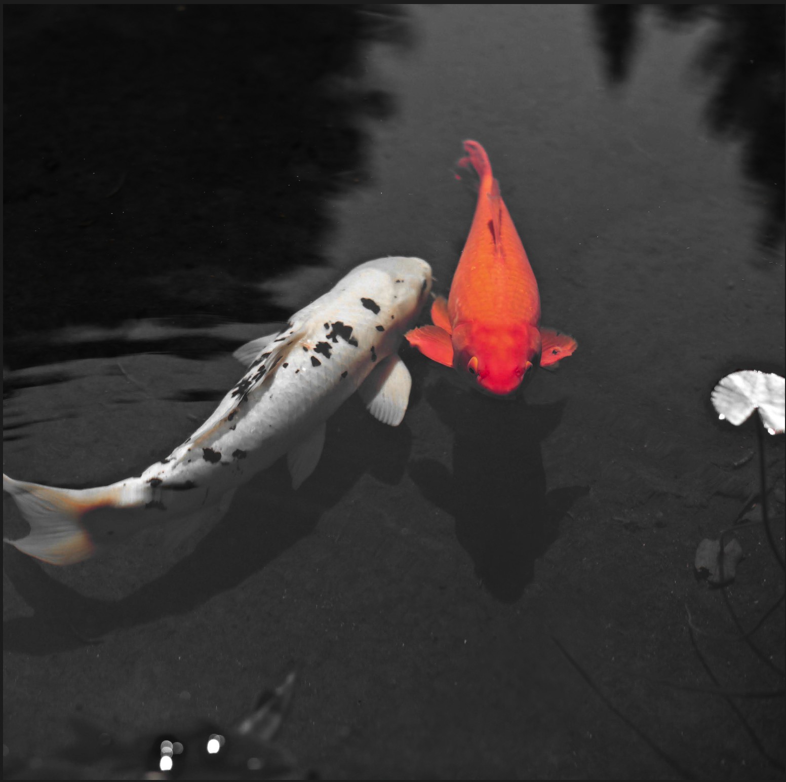 Don't Be Koi | Napa
