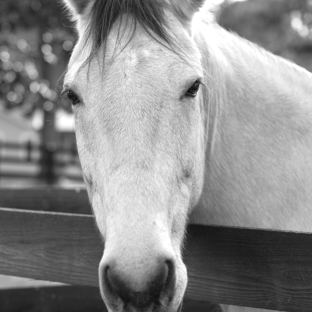 Equinessential | Milton, GA
