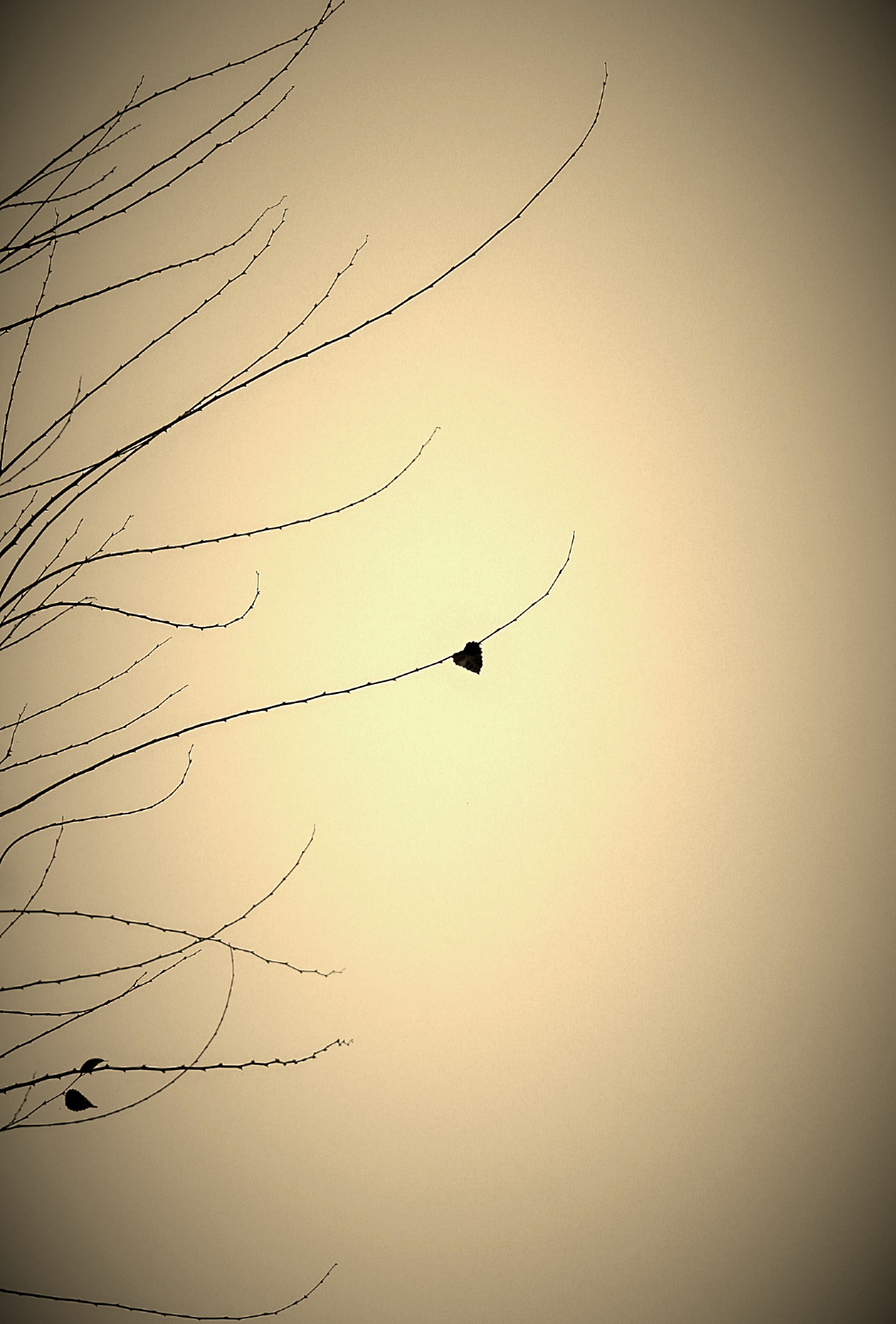 Faith Out on a Limb - Sunrise  | Atlanta
