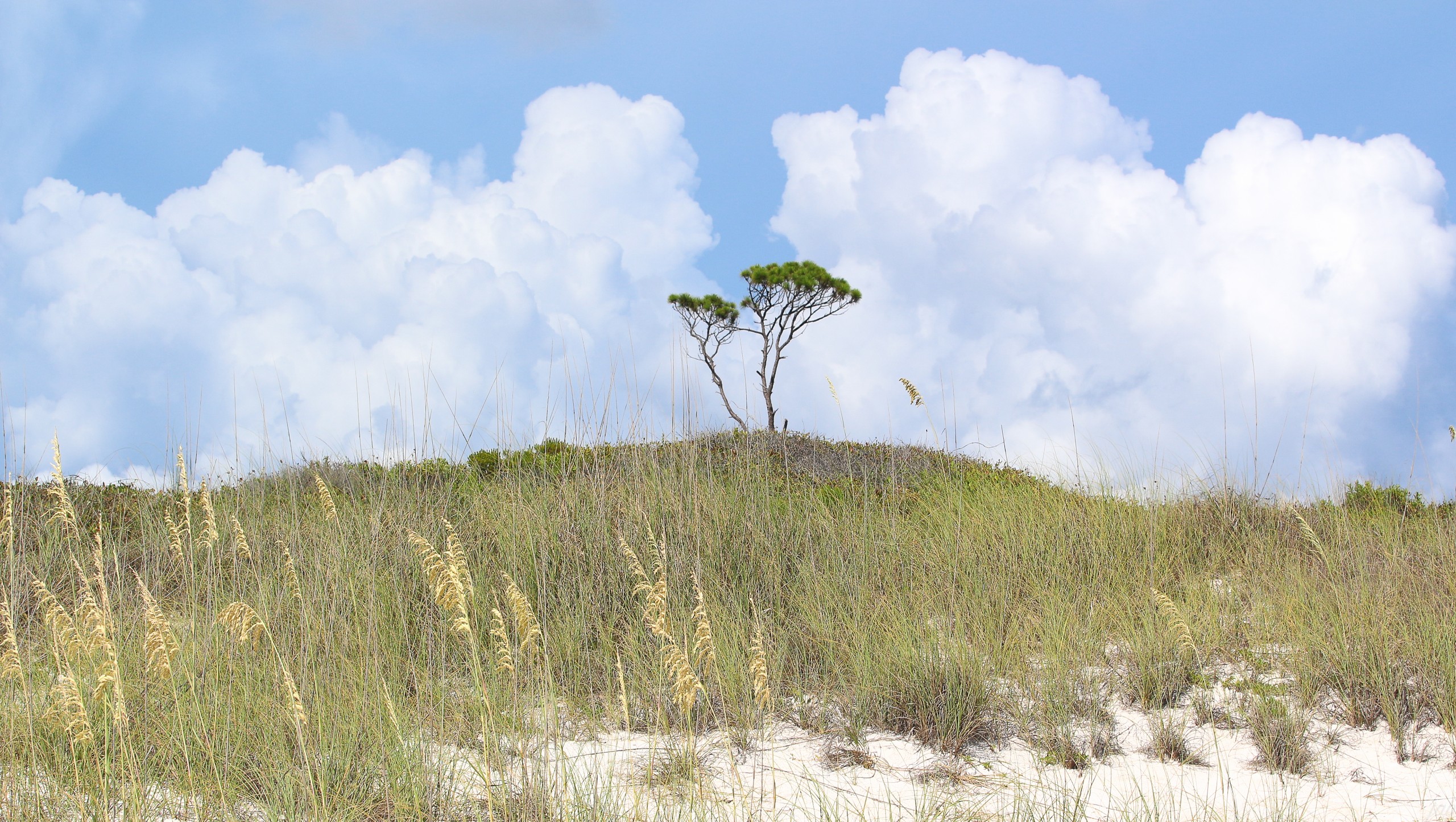 Inner Sanctum - Holy Sea | Cape San Blas | Collector's Series