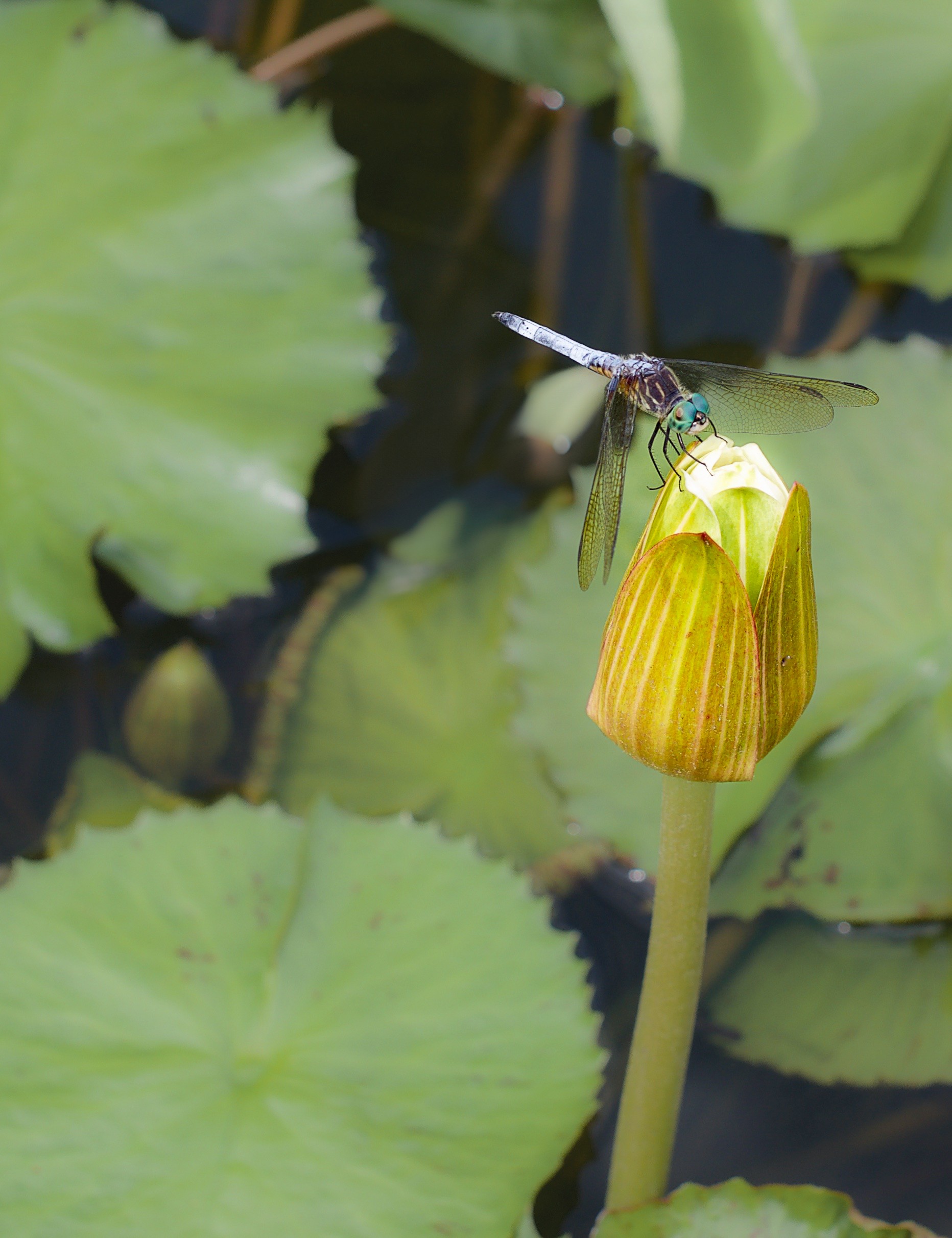 Lotus Messenger | Atlanta | Collector's Series