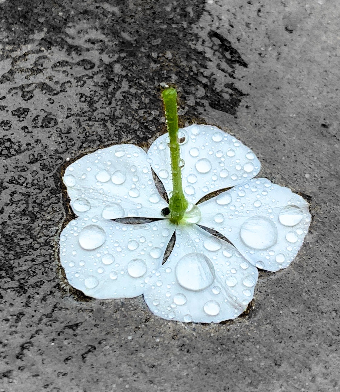 Petal Pusher | Atlanta