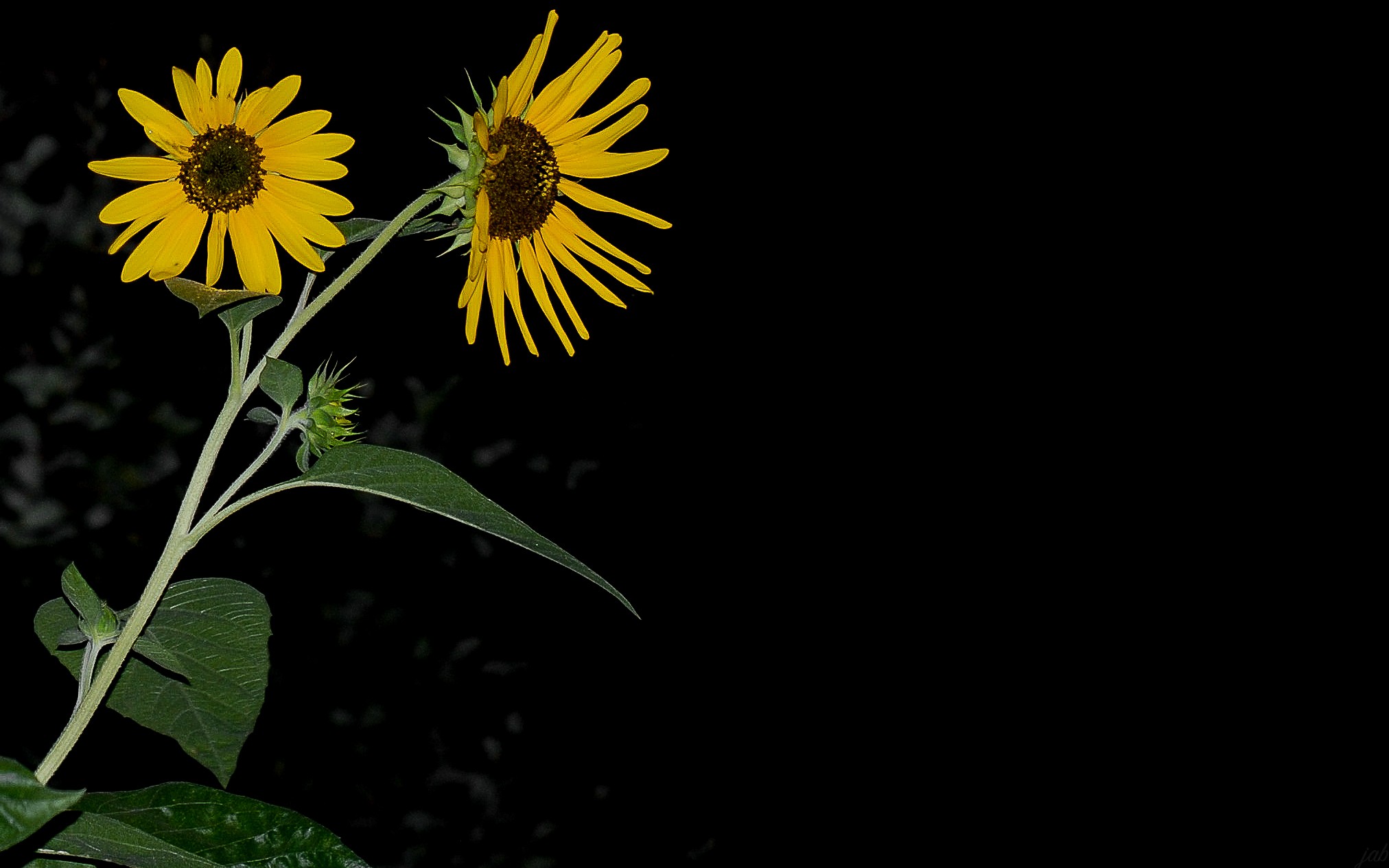 Showcase Susans | Atlanta