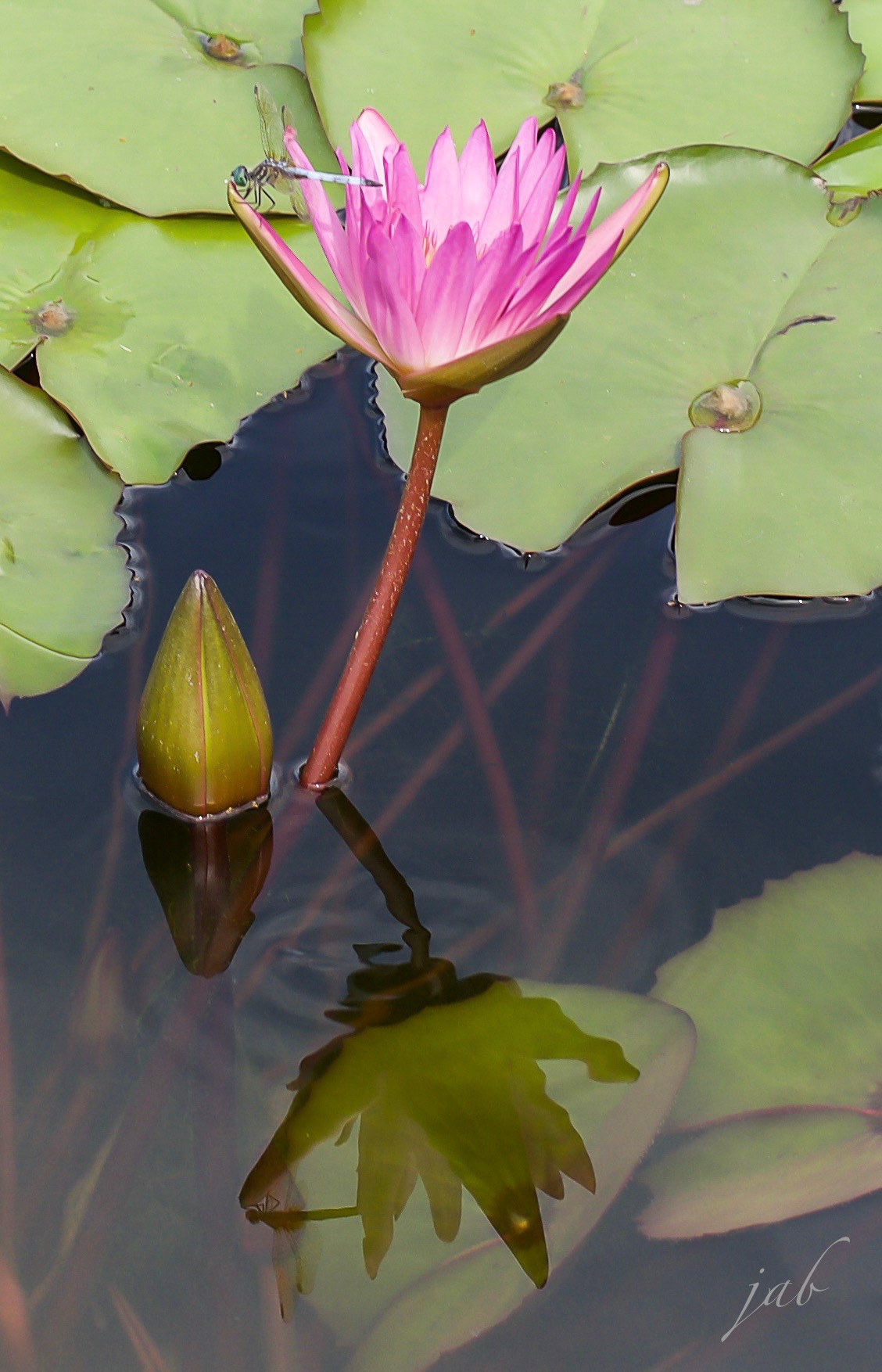 The Lotus Dream Keeper | Atlanta | Collector's Series