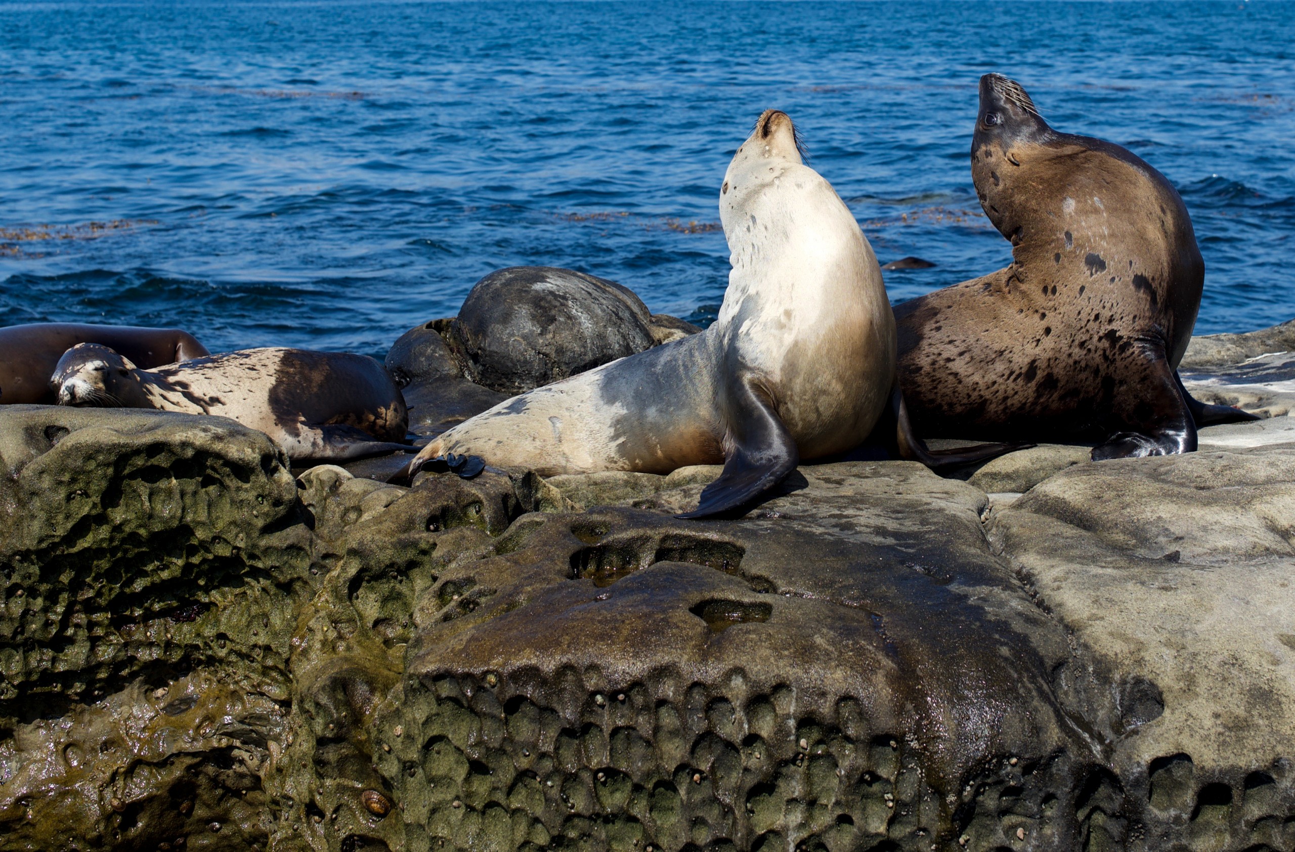 The SEALent Treatment | La Jolla