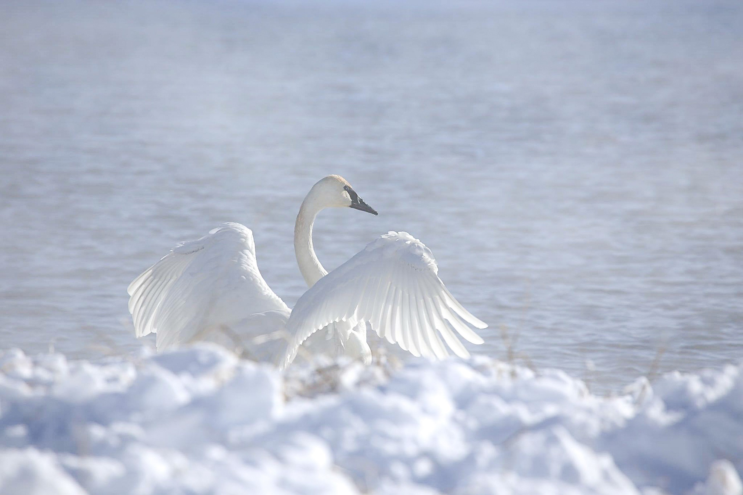 The Swan Valkyrie | Madeira Beach | Limited Edition